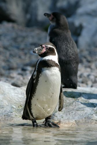 Pinguin in Wenen