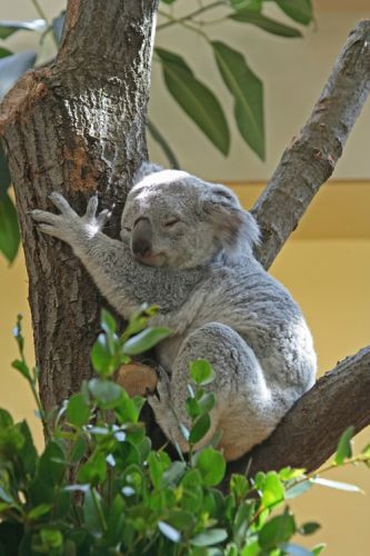 Koala