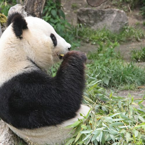 Panda in de Tiergarten Schönbrunn