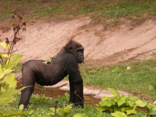 Gorilla in het Tierpark Hellabrunn