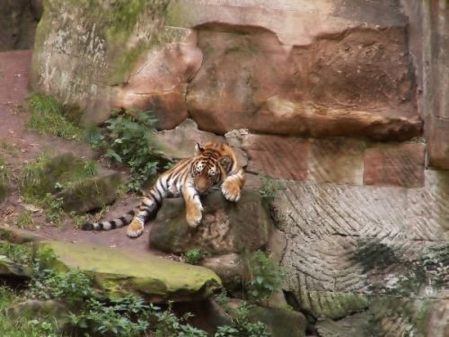 Tijger in het Tierpark Hellabrunn