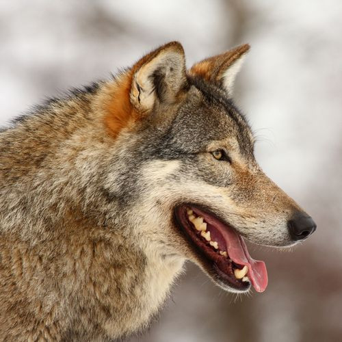 Wolf uit het Tierpark Dählhölzi