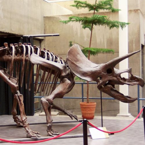 Skelet van dinosaurus
