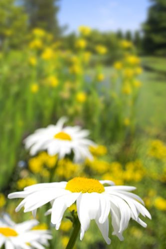 Bloemen in Vancouver