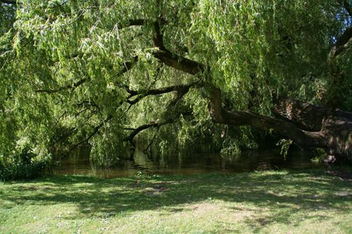 Hangende boom in het Vondelpark