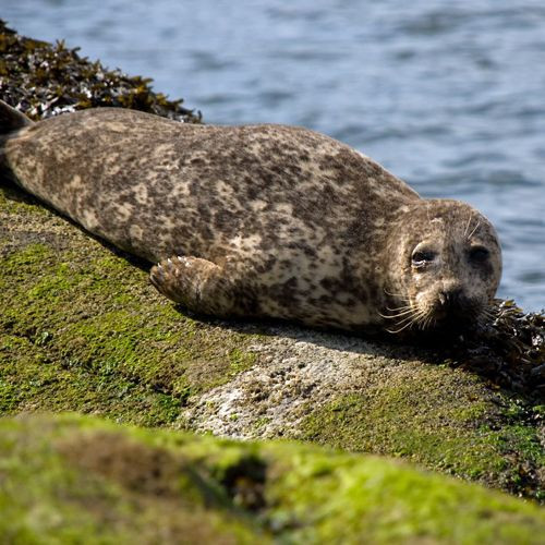 Zeehond in Vancouver