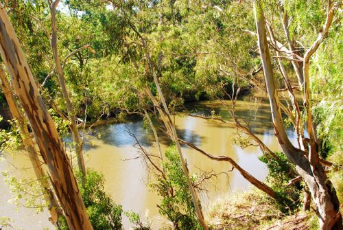 Natuur aan de Yarra River