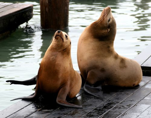 Twee zeeleeuwen op Pier 39