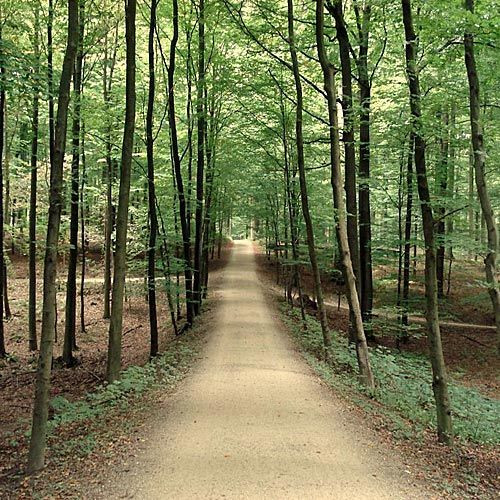 Pad in het Zoniënwoud