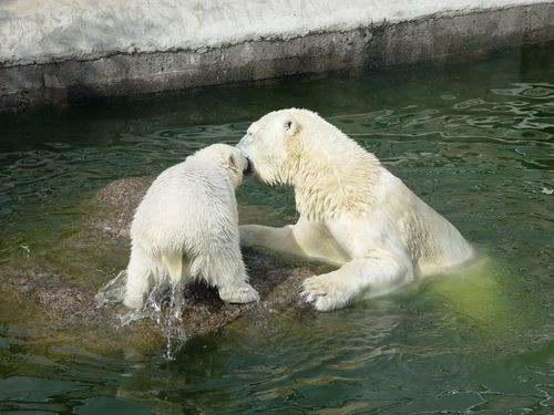 IJsberen in het water