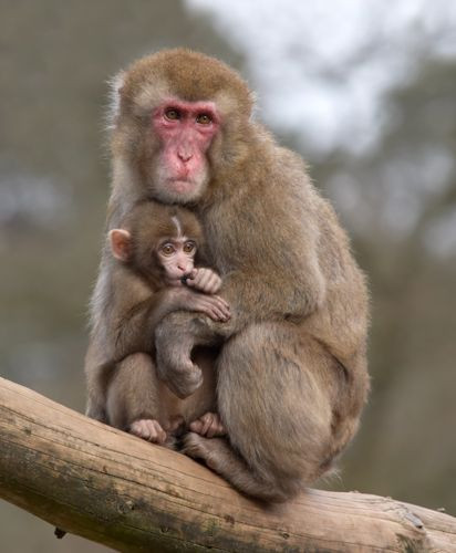 Berberaap met jong in de Antwerpse Zoo