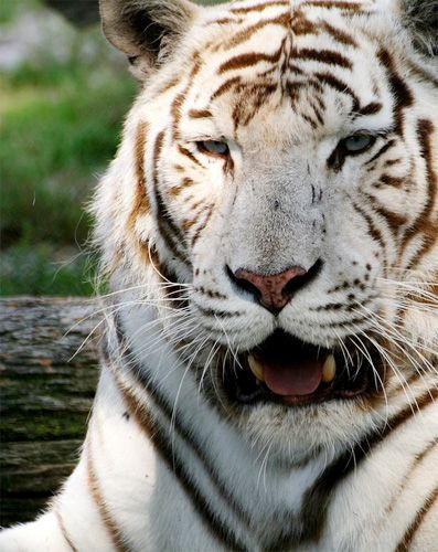 Tijger in de Zoo de Pessac