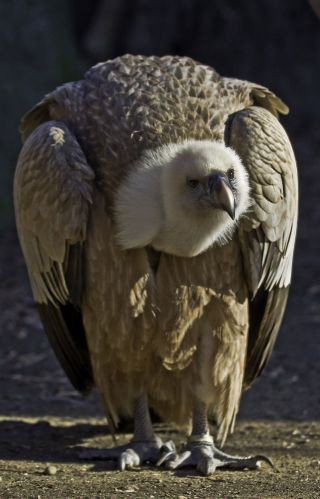 Gier in de zoo van Boedapest