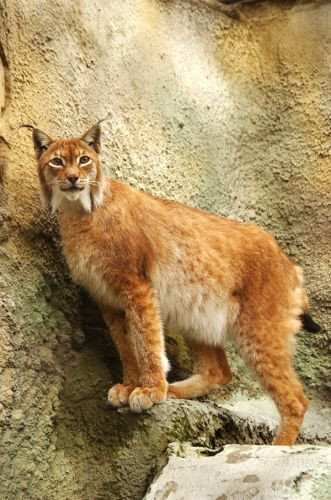 Katachtige in Moskou