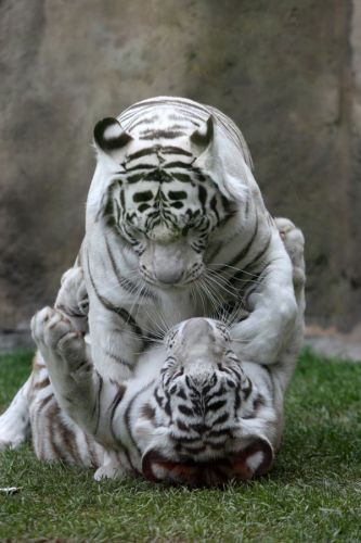 Witte tijgers in Moskou
