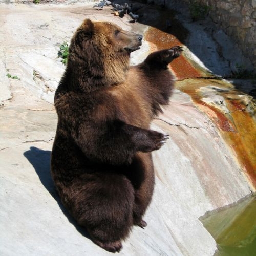 Beer in de Zoo van Moskou