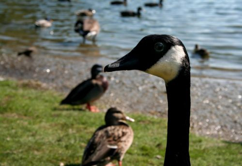 Gans van de Toronto Zoo