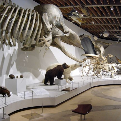 Skeletten in het Zoologisch museum