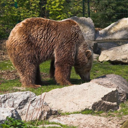 Bruine beer in de Zoologischer Garten