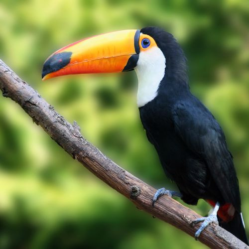 Toekan in de Zoo van Zürich