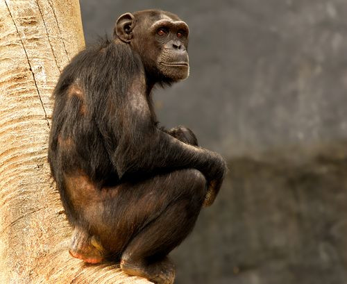 Chimpansee in Zürich