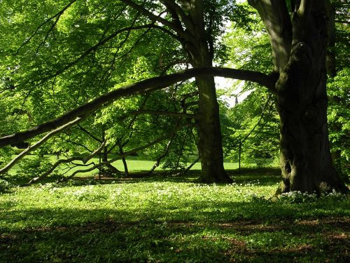 Boom in het Zürichhorn Park