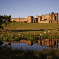 Schapen bij Alnwick Castle