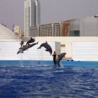 Dolfinarium in Valencia