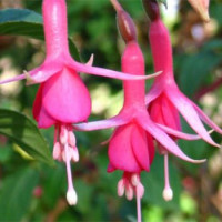 Bloemen in het Arboretum van Los Angeles