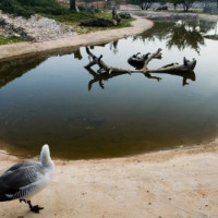 Vijver voor watervogels