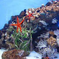 Onderwater in L'aquarium