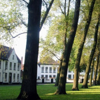 Bomen in het Prinselijk Begijnhof