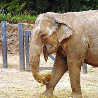 Indische olifant in de Belfast Zoo