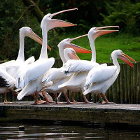 Pelikanen in de Zoo