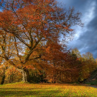 Herfstbeeld in Belvoir Forest Park