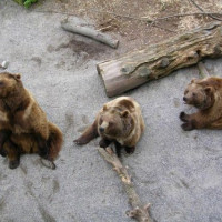 Bruine beren in de Berengroeven