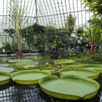 Waterplanten in Stockholm