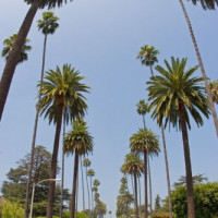 Palmbomen in Beverly Hills