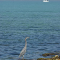 Reiger in de lagune