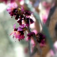 Bloem in de Botanische tuinen