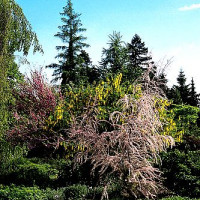 Struiken in de Botanische Tuin