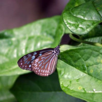 Vlinder in de Zoölogische en Botanische Tuinen