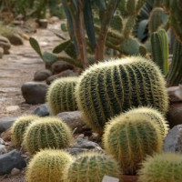 Cactussen in de botanische tuinen