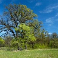 Boom in de Botanische tuinen van Jeruzalem