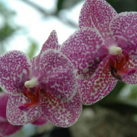 Bloemen in de Botanische tuinen van Montréal