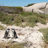 Pinguïnkoppel op Boulders Beach