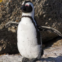 Pinguïn in Kaapstad