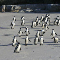 Pinguins op Boulders Beach