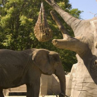 Olifant in Brookfield Zoo