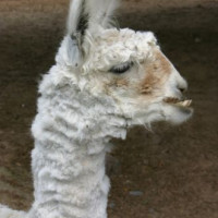 Lama in de Buenos Aires Zoo